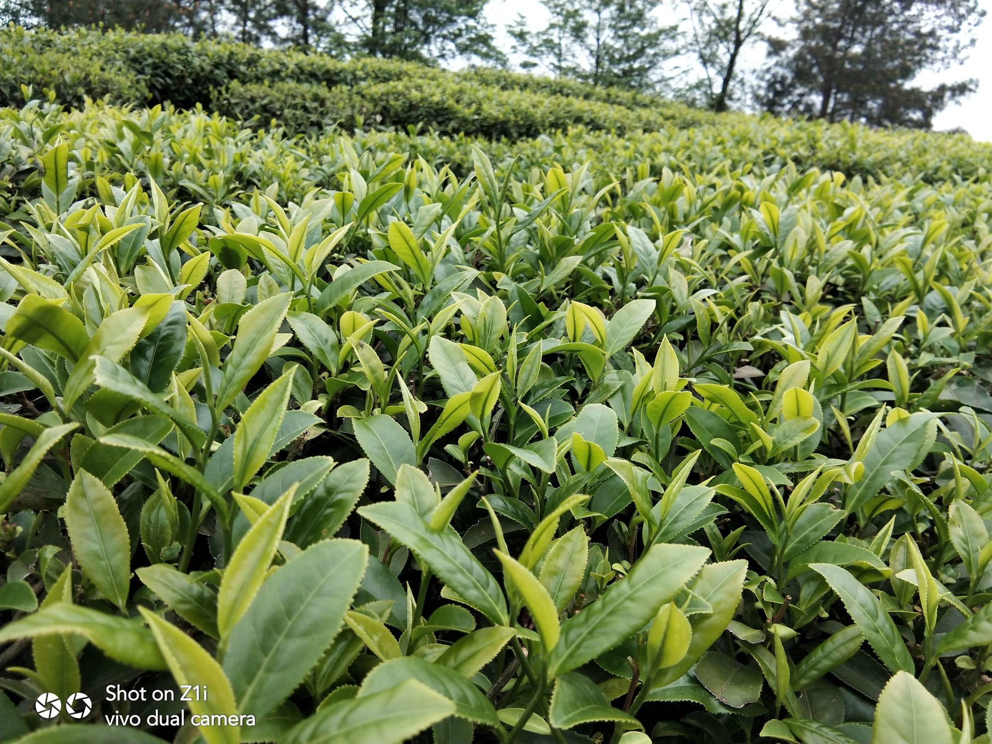 君山富硒茶中国