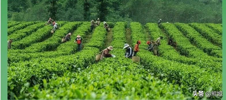 紫阳富硒茶贡品