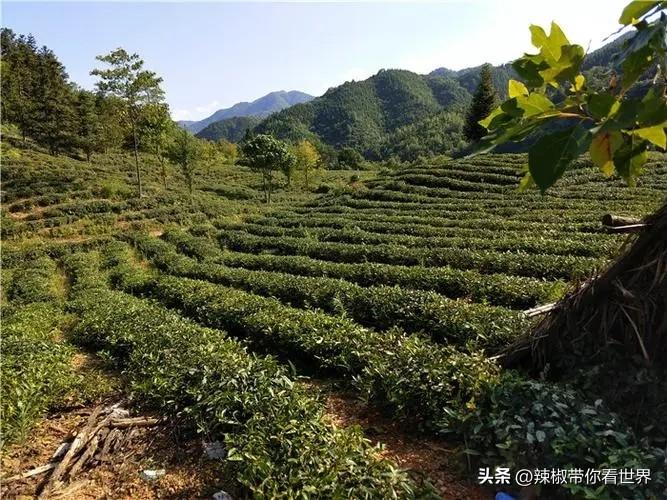 石台富硒茶味道