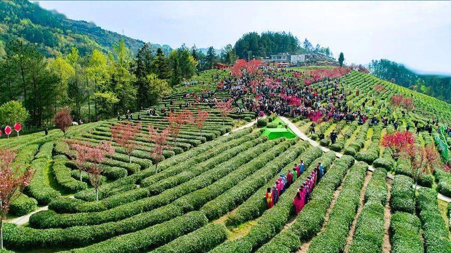 紫阳富硒茶来源(紫阳富硒茶的价位)-硒宝网