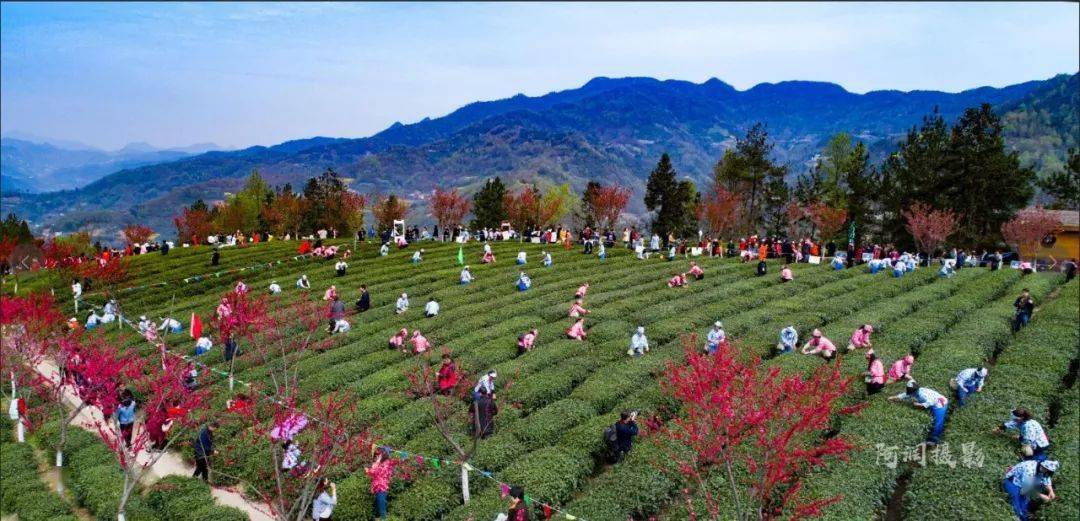 紫阳富硒茶来源(紫阳富硒茶的价位)-硒宝网