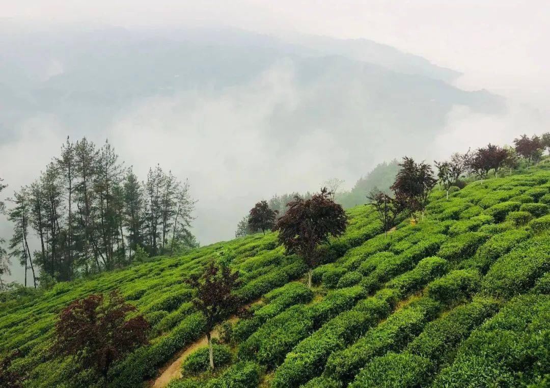 紫阳富硒茶来源(紫阳富硒茶的价位)-硒宝网