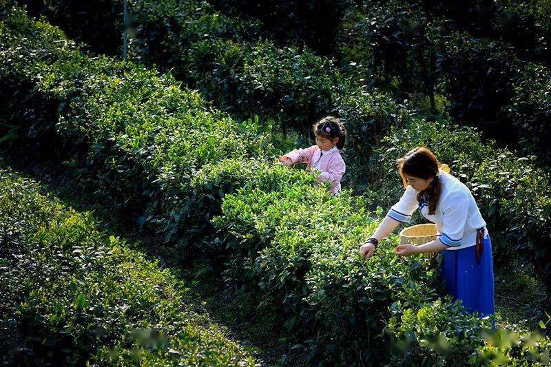 紫阳富硒茶来源(紫阳富硒茶的价位)-硒宝网
