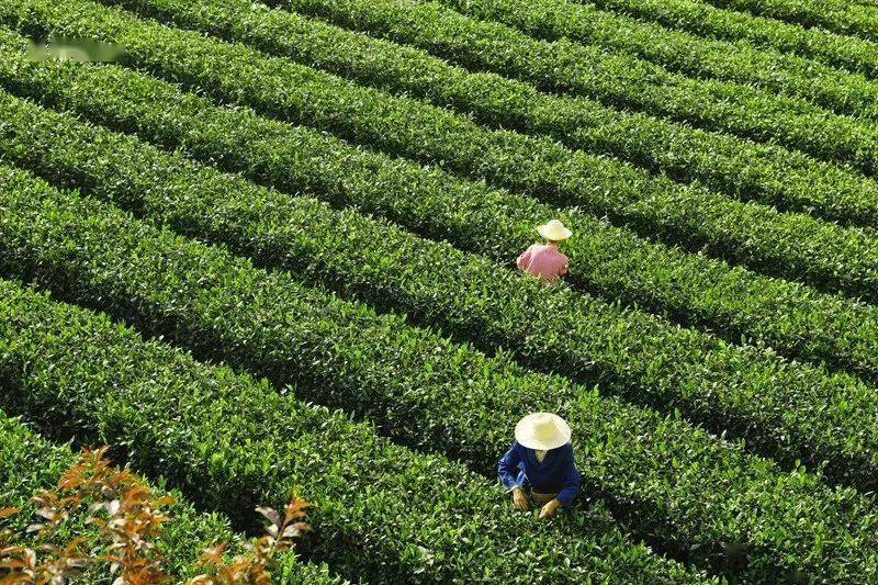 紫阳富硒茶来源(紫阳富硒茶的价位)-硒宝网