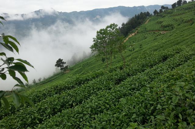 开阳县茶产业快速发展 实现以茶兴业 以茶惠民