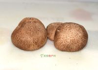 恩施富硒茶出口