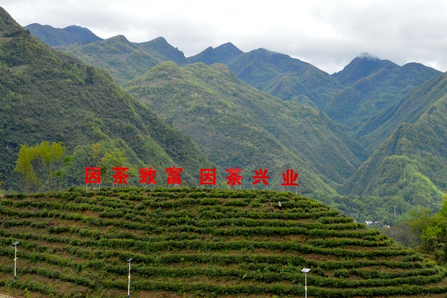 富硒高山有机茶
