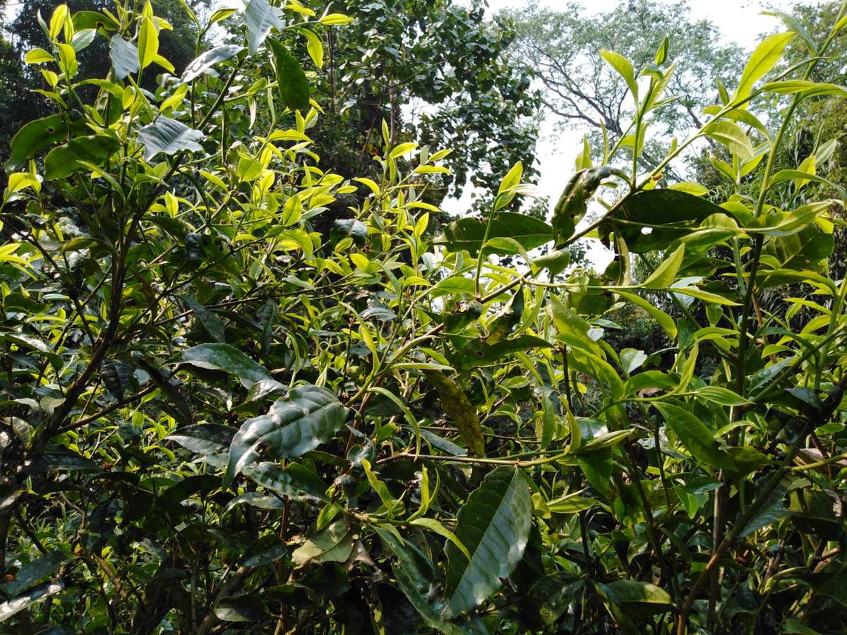 贵州富硒茶红茶