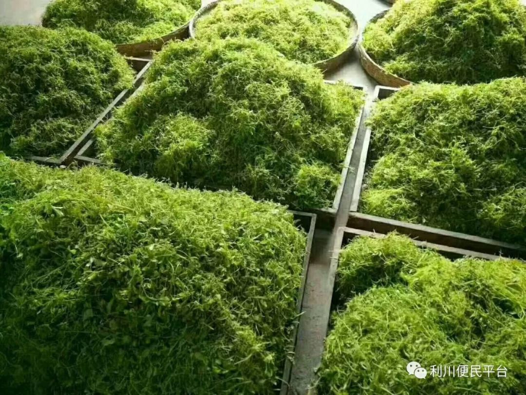 恩施富硒茶属于