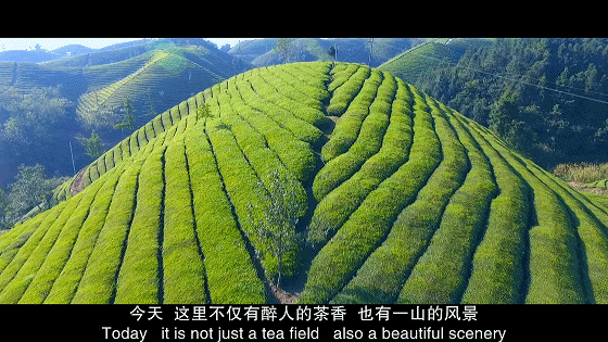 恩施富硒茶属于