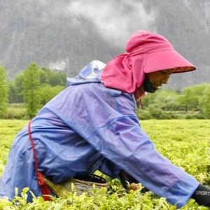 富硒贡茶 清雅