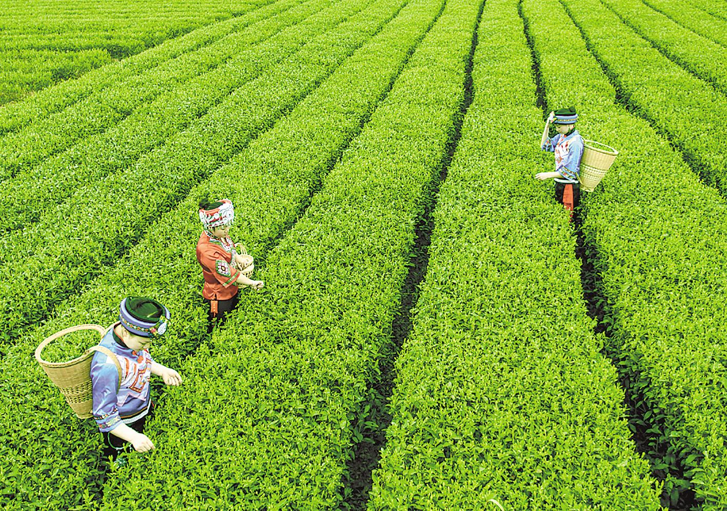 恩施富硒茶种植