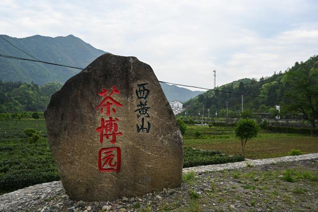 采摘恩施富硒茶