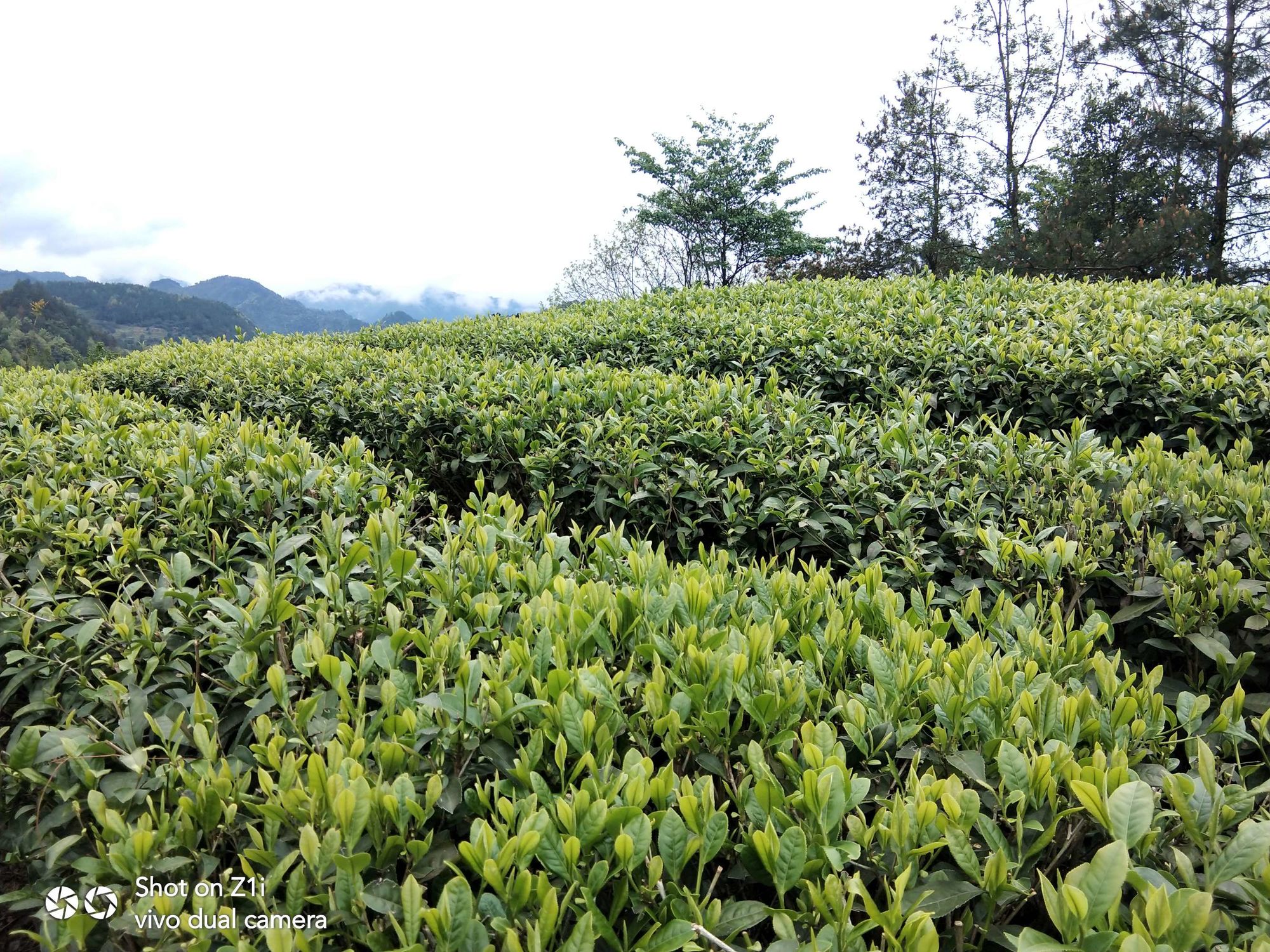富硒茶产量多少