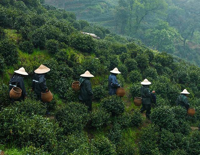 安康富硒银针茶