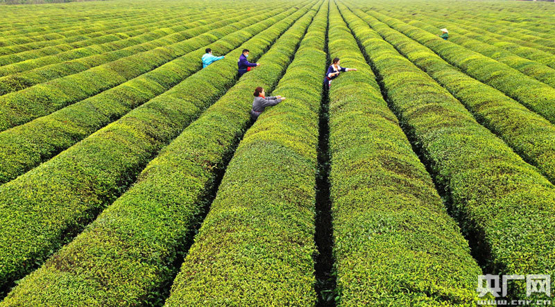 江苏富硒茶供应