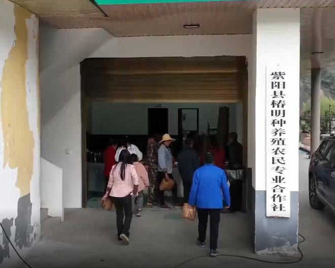 安康富硒银针茶