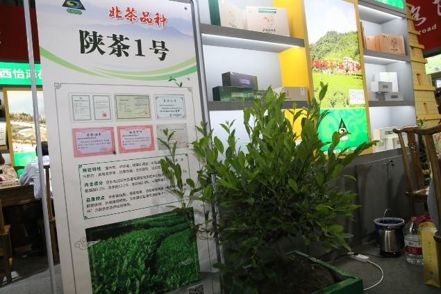 商洛富硒茶直播(陕西富硒茶属于什么茶)-硒宝网