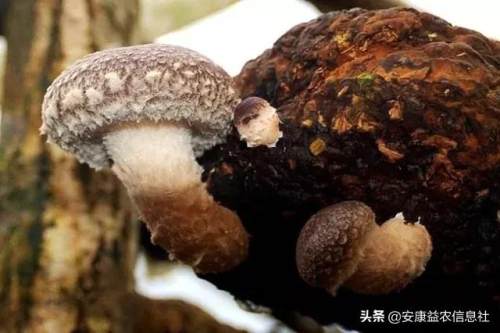 安康富硒茶贡品