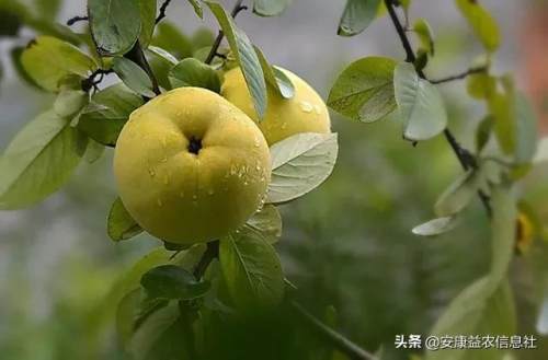 安康富硒茶贡品