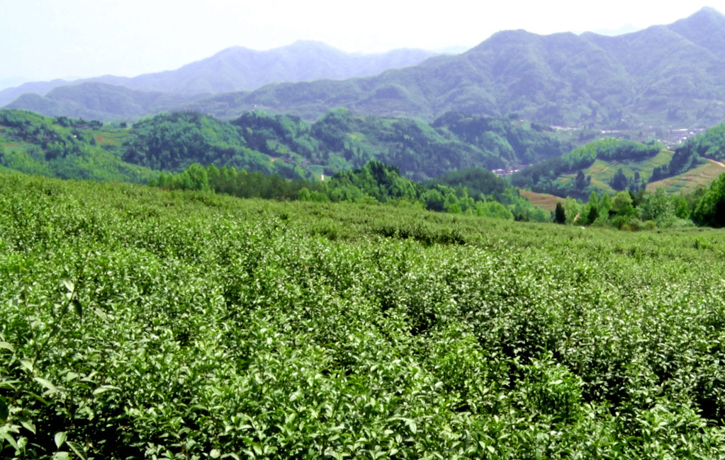 汉阴凤凰富硒茶