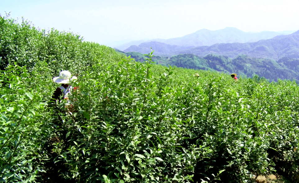 汉阴凤凰富硒茶