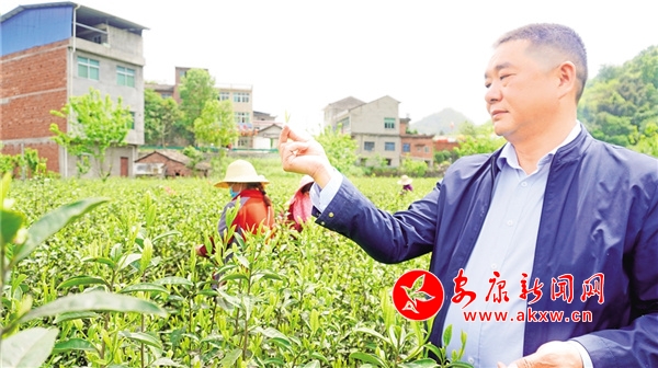 安康富硒茶发展