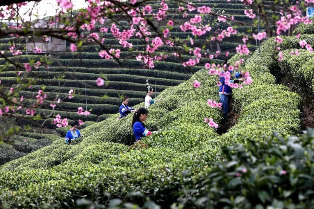 江西黄金富硒茶