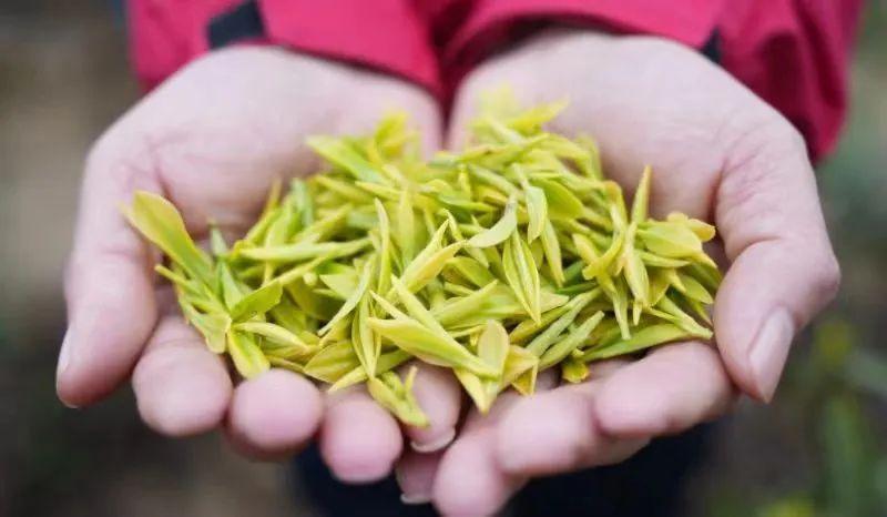 江西黄金富硒茶