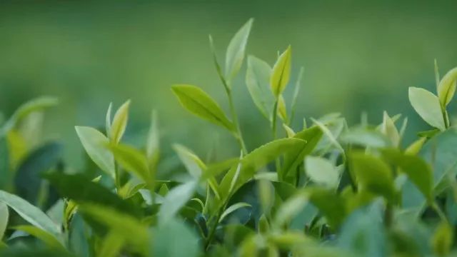 恩施毛峰富硒茶