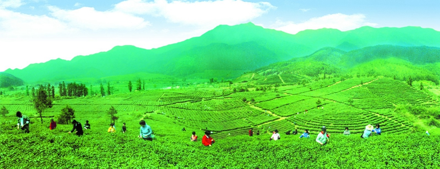 江津富硒茶价格