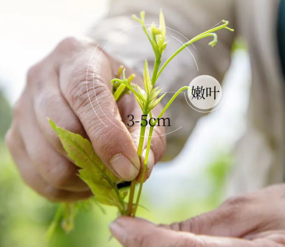藤茶是富硒茶吗