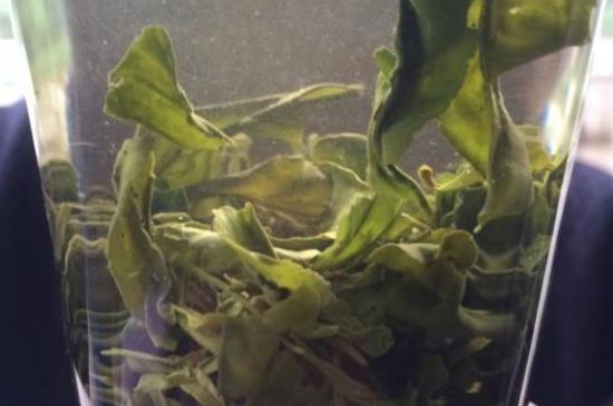 贵州省三大名茶，贵阳什么茶叶最出名？