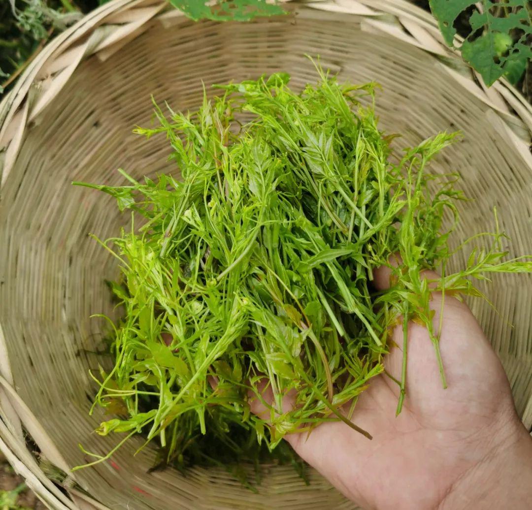 富硒莓茶降血糖
