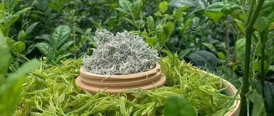 富硒莓茶降血糖