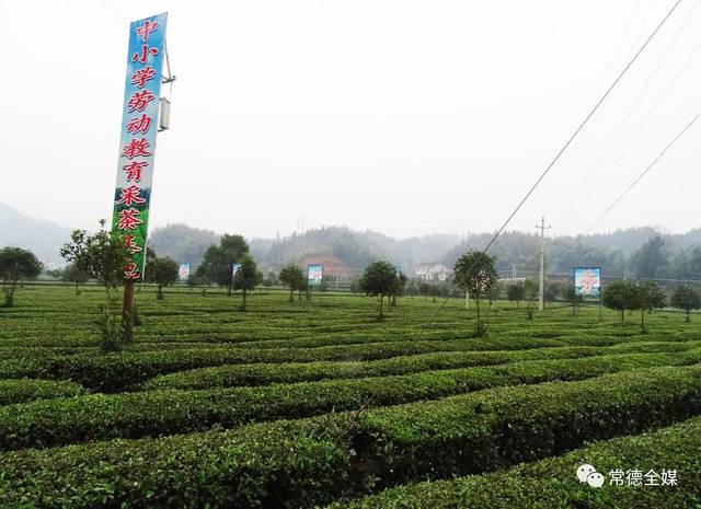 富硒常德野茶王