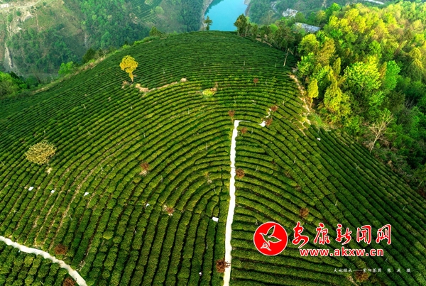 湖北富硒茶口感(湖北富硒茶有什么功效)-硒宝网