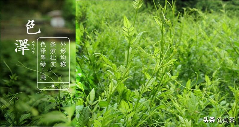 藤茶是富硒茶吗