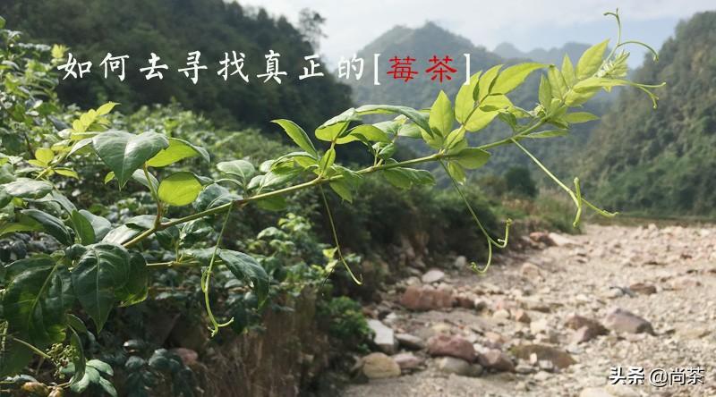 藤茶是富硒茶吗