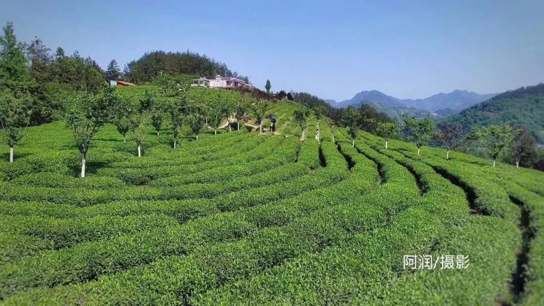 紫阳富硒茶翠锋