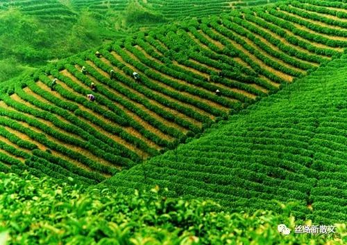 紫阳巴农富硒茶