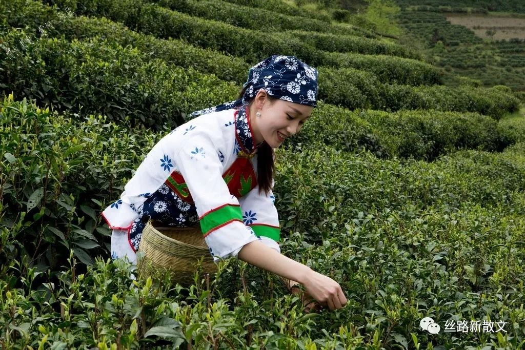 紫阳巴农富硒茶