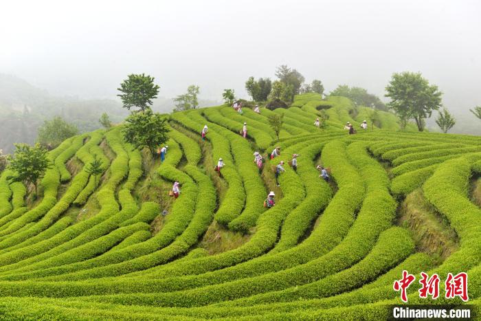 重慶江津富硒茶