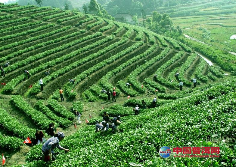 重慶江津富硒茶