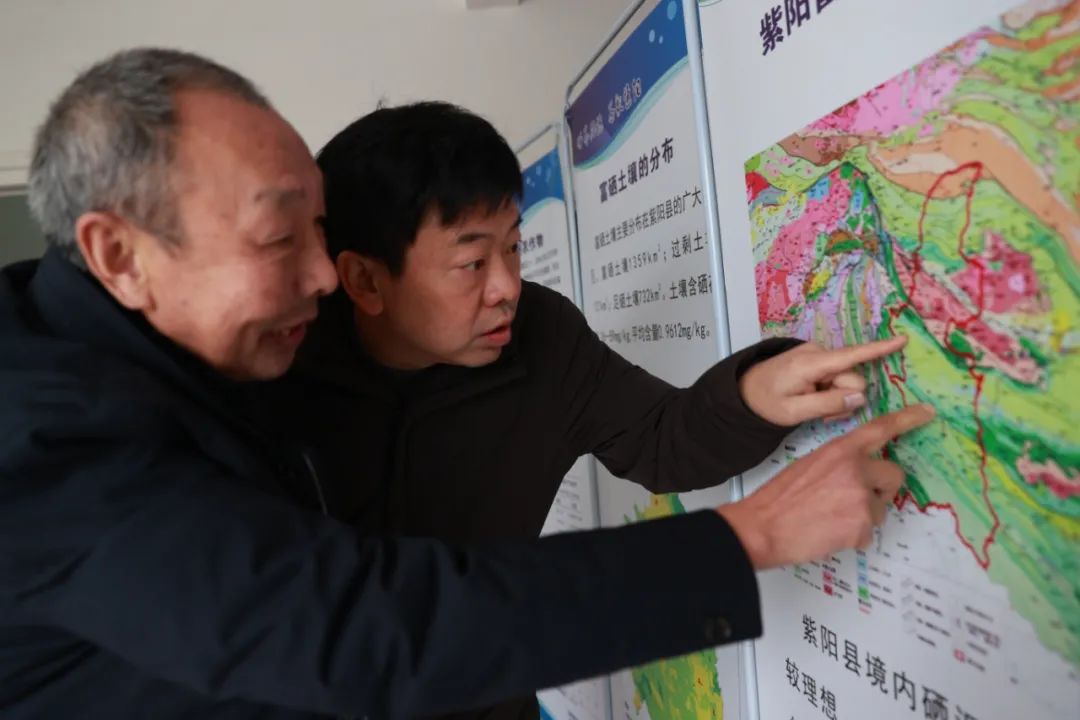 中国海峡富硒茶