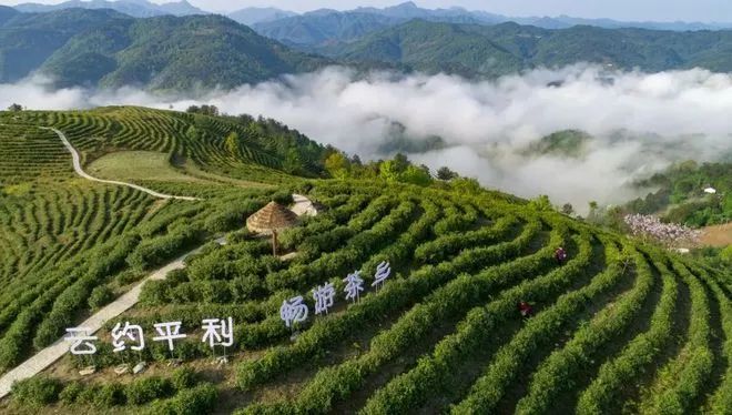 平利富硒1号茶