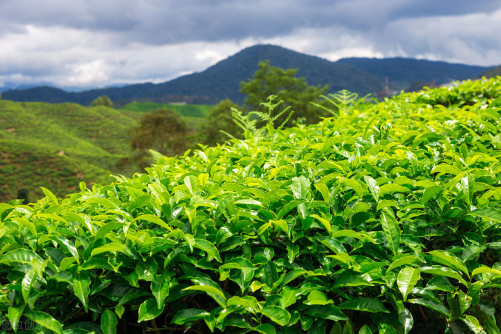 武阳富硒茶价格
