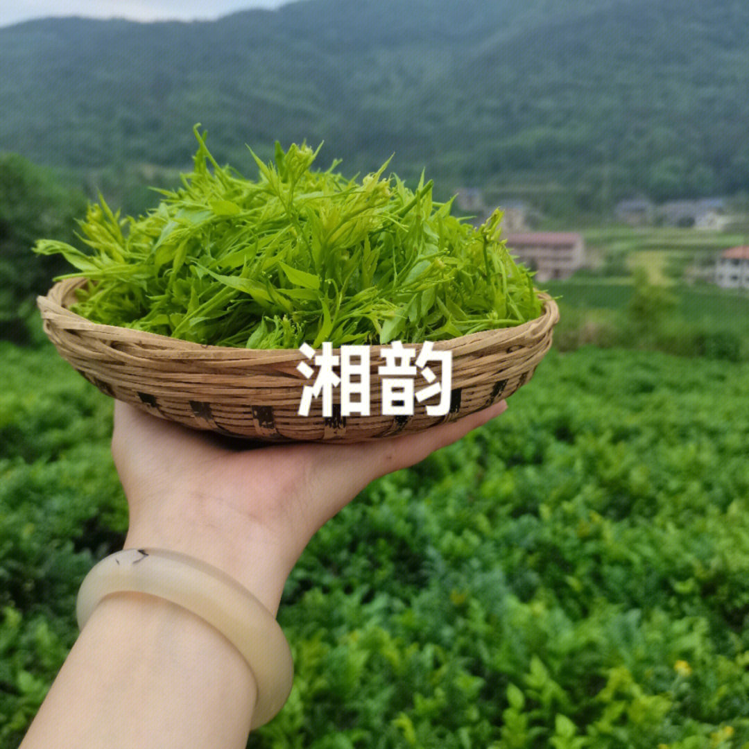 富硒藤茶的做法