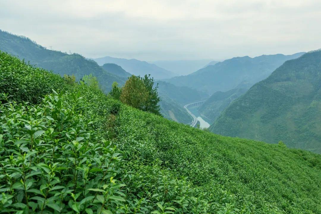 富硒茶蒿坪毛尖