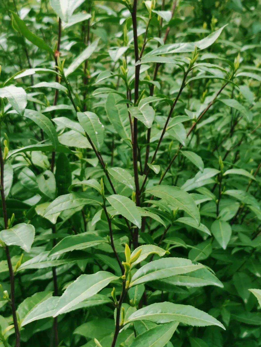 富硒茶蒿坪毛尖